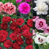 Dianthus Scent First Collection
