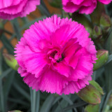 Dianthus Scent First Collection