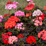 Geranium Horizon Shadows Mix (Maxi Plugs)