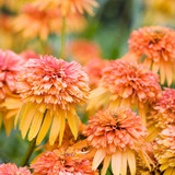 Echinacea Double Collection (7cm Powerliner)