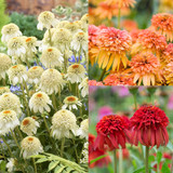 Echinacea Double Collection (7cm Powerliner)