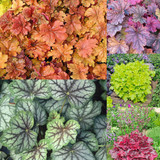 Heuchera Luxury Collection (9cm Pot)