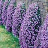 Aubrieta Collection