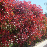 Photinia fraseri 'Red Robin' Hedge