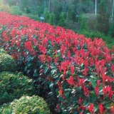 Photinia fraseri 'Red Robin' Hedge