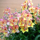 Antirrhinum Antirinca Collection