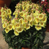 Antirrhinum Antirinca Collection