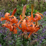 Tiger Lily Collection (6 Varieties)