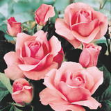 Rose Queen Elizabeth Hedging