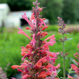 Agastache Kudos Coral