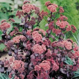 Sedum 'Purple Emperor'