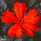 Lychnis Molten Lava (9cm Pot)