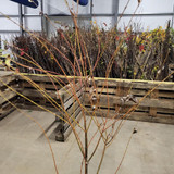 Willow Flamingo Hedging