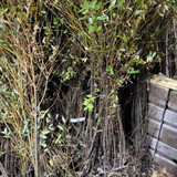 Willow Flamingo Hedging