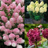 Hydrangea Paniculata Unusual Collection