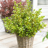 Coprosma Collection B