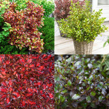 Coprosma Collection B