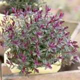 Hebe Collection (Potted)