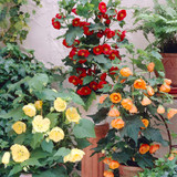 Abutilon Collection