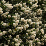 Ceanothus Collection