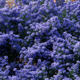 Ceanothus Collection