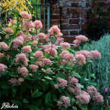 Ceanothus Collection
