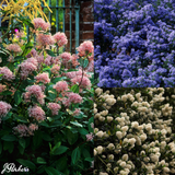 Ceanothus Collection