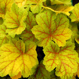 Heuchera Luxury Collection 9cm
