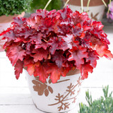 Heuchera Luxury Collection 9cm