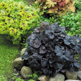 Heuchera Luxury Collection 9cm