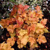 Heuchera Luxury Collection 9cm