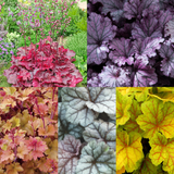 Heuchera Luxury Collection 9cm