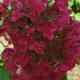Hydrangea Paniculata Unusual Collection 2