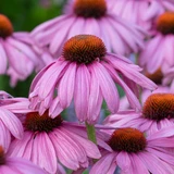 Echinacea purpurea 'Magnus'