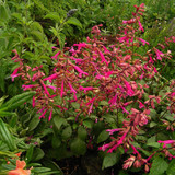 Salvia Wendys Wish (Potted)