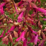Salvia Wendys Wish (Potted)