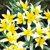 Tulip Tarda 5-6cm