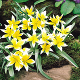 Tulip Tarda 5-6cm