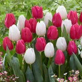 Tulip Christmas Marvel 10/11cm