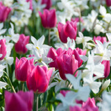 Tulip Christmas Marvel 10/11cm