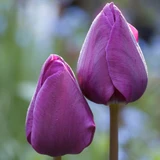 Tulip 'Purple Prince'