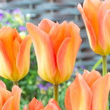 Tulip 'Apricot Emperor'