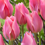 Tulip 'Albert Heijn'