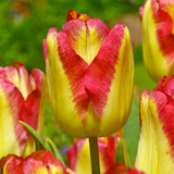 Tulip 'Cape Town'