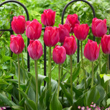 Tulip 'Lady Van Eijk'