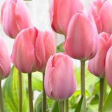 Tulip 'Mystic Van Eijk'