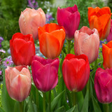 Tulip 'Van Eijk'