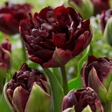 Tulip Palmyra