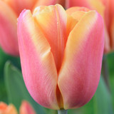 Tulip 'Apricot Fox'