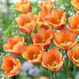 Tulip 'Apricot Fox'